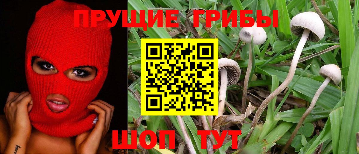 Псилоцибиновые грибы Cubensis Омск